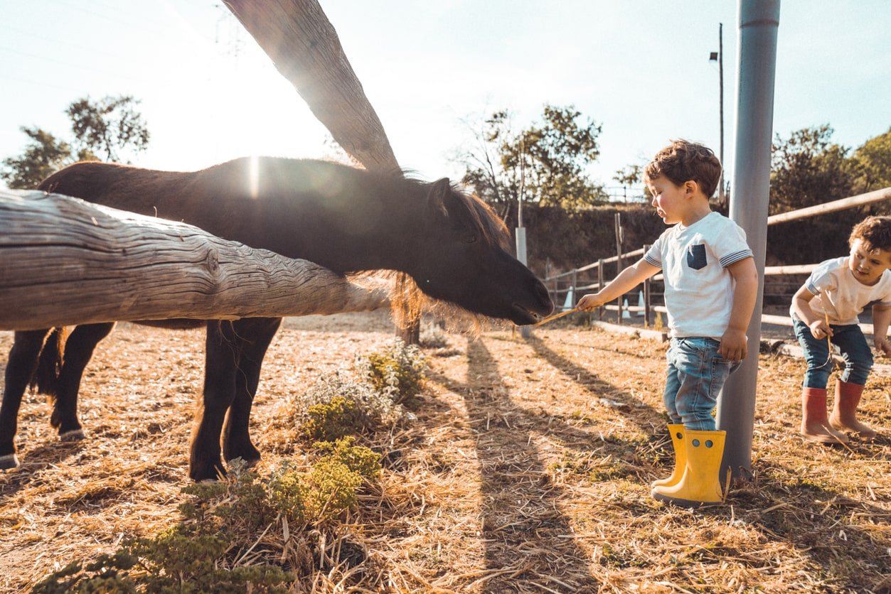 Meninos brincando com um pônei na fazenda