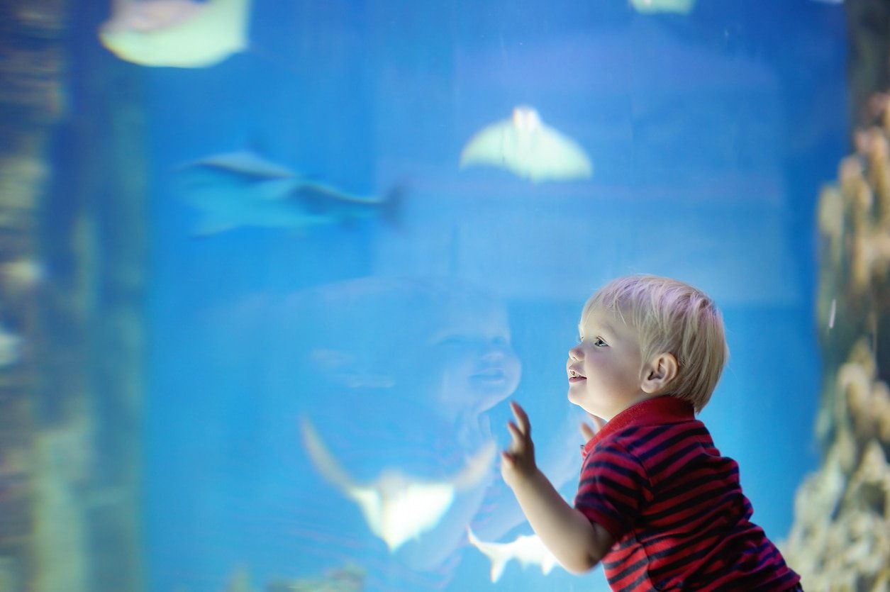 Menino observa peixes no aquário