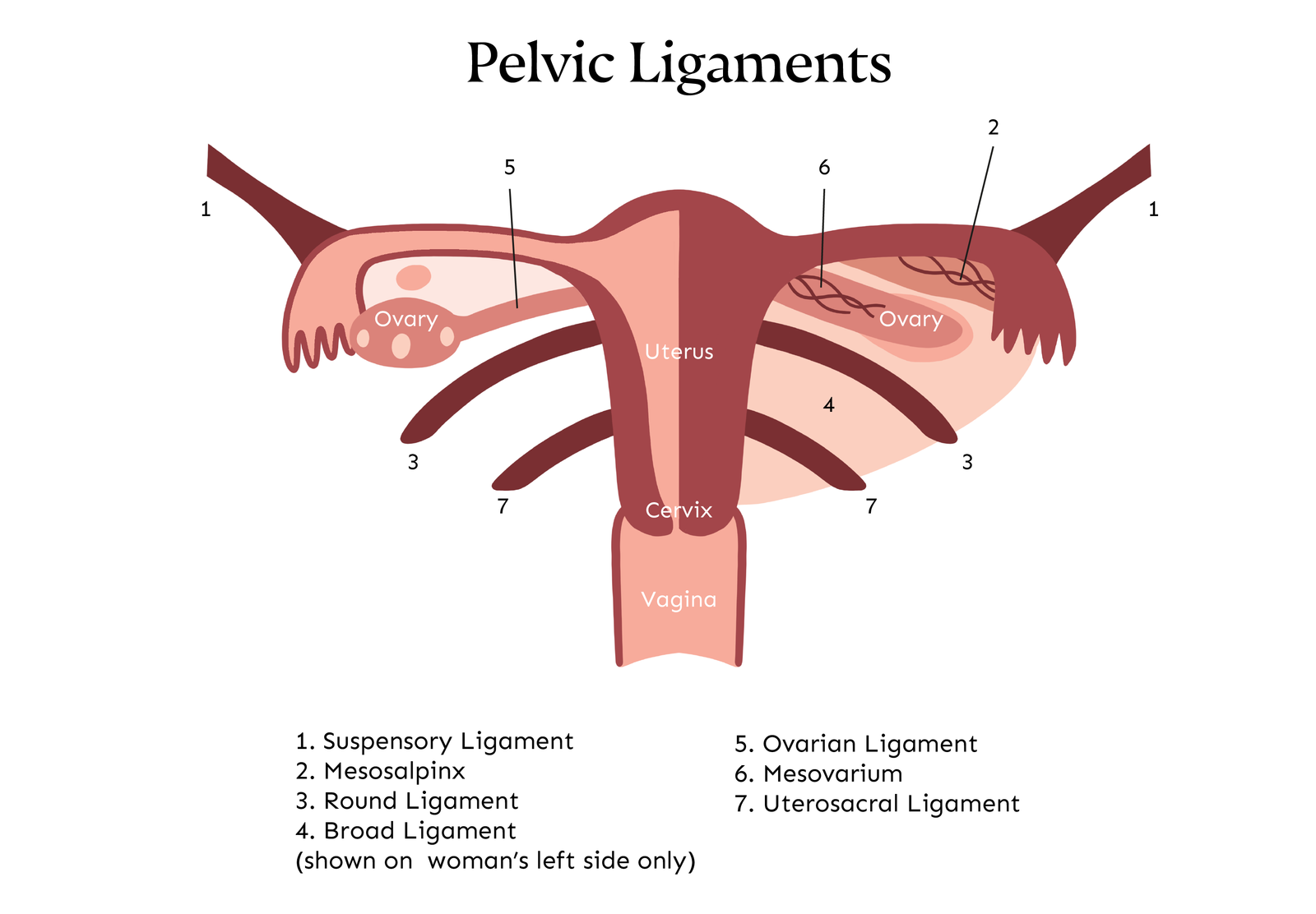 ilustração de ligamentos pélvicos