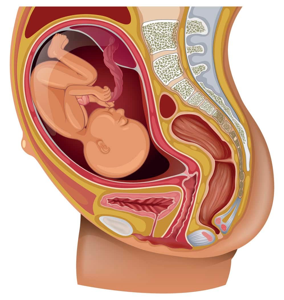 Uma ilustração anatômica detalhada mostra um feto no útero.  O corte transversal mostra o feto enrolado com o cordão umbilical dentro do útero, cercado por vários órgãos e estruturas internas, incluindo o osso pélvico, a bexiga e o trato digestivo, frequentemente afetados por hemorróidas durante a gravidez.