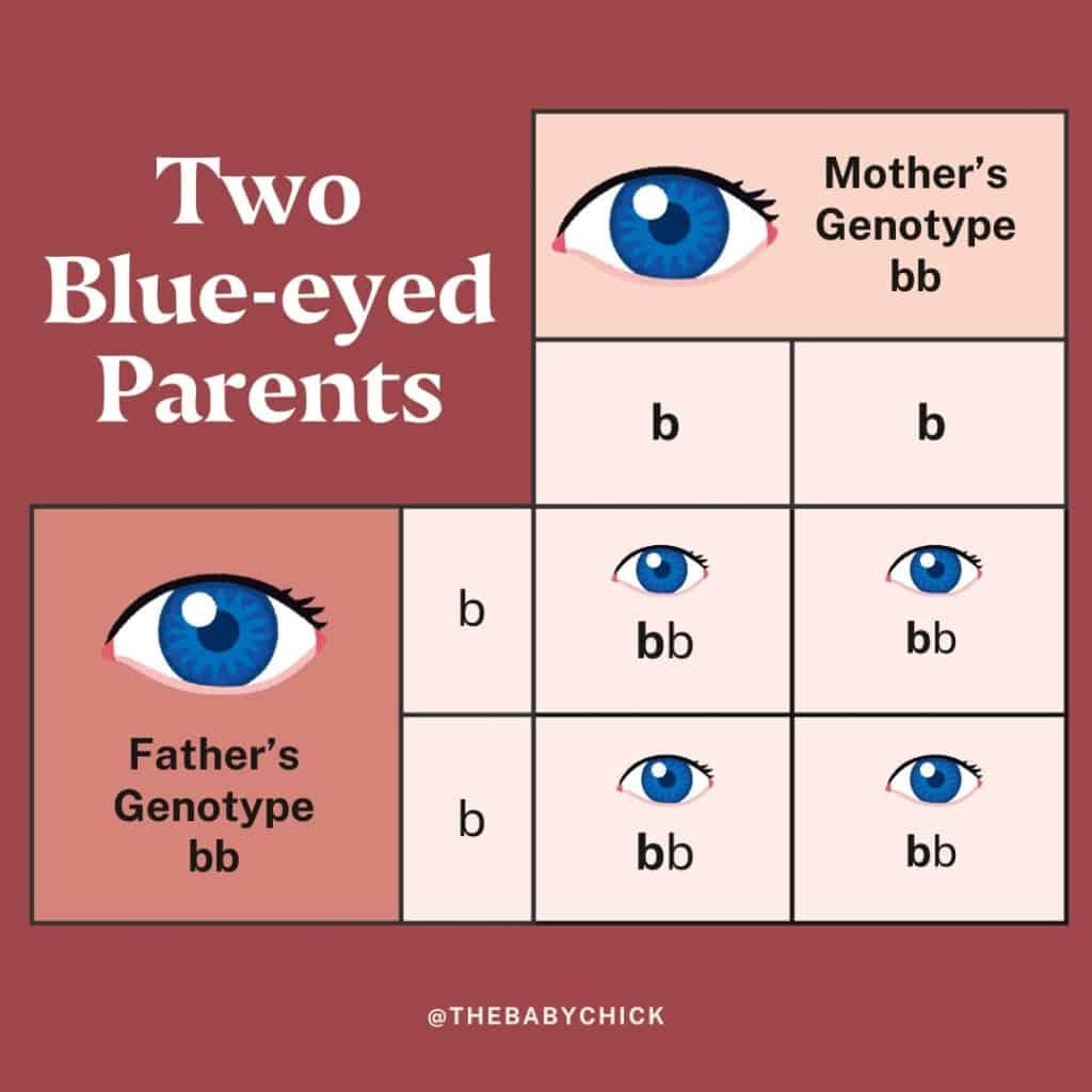 Uma representação visual de um quadrado de Punnett mostra os possíveis genótipos de cor dos olhos para uma criança com dois pais de olhos azuis. Ambos os pais têm o genótipo bb. Todos os genótipos potenciais para a criança são bb, indicando olhos azuis, conforme descrito neste gráfico informativo de cor dos olhos.