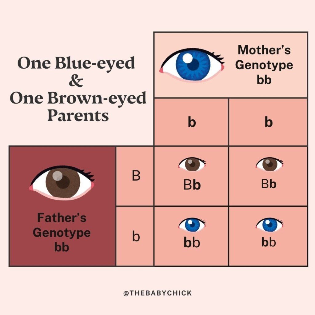 Um diagrama genético ou tabela de cores dos olhos mostra os resultados potenciais da cor dos olhos para crianças de um pai de olhos azuis e um de olhos castanhos. O genótipo da mãe é bb (olhos azuis) e o genótipo do pai é Bb (olhos castanhos). As combinações possíveis incluem Bb (marrom) e bb (azul).