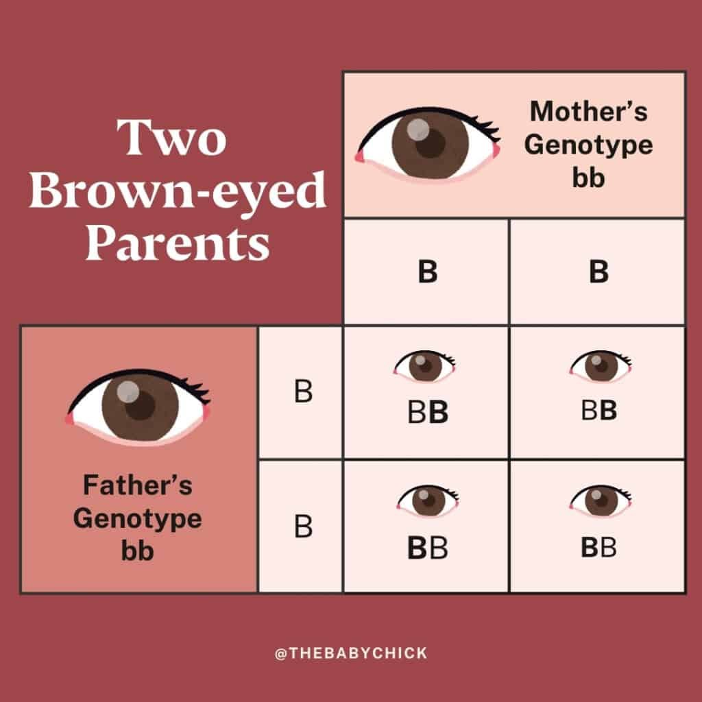 Um diagrama genético mostra as possíveis cores dos olhos do bebê de dois pais de olhos castanhos com o genótipo Bb para ambos. Ele ilustra que a criança pode ter olhos castanhos (BB ou Bb) ou olhos azuis (bb) com base na combinação de alelos herdados, fornecendo um gráfico visual de cores dos olhos para referência.