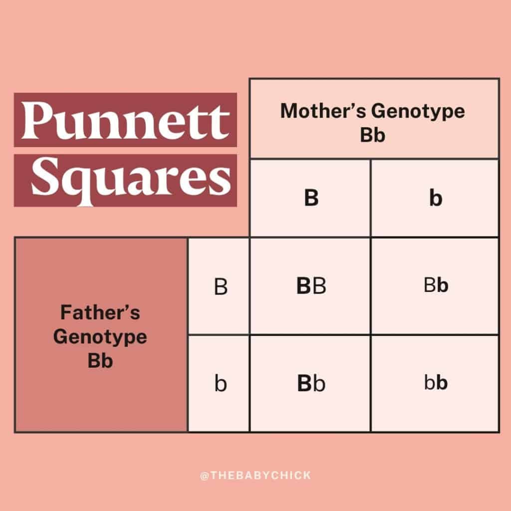 Imagem mostrando um diagrama de quadrados de Punnett intitulado Quadrados de Punnett. À esquerda, rotulado Genótipo Bb do Pai, e no topo, rotulado Genótipo Bb da Mãe. A grade mostra combinações: BB, Bb, Bb, bb. Este gráfico é útil para entender a genética da cor dos olhos. Criador: @THEBABYCHICK.